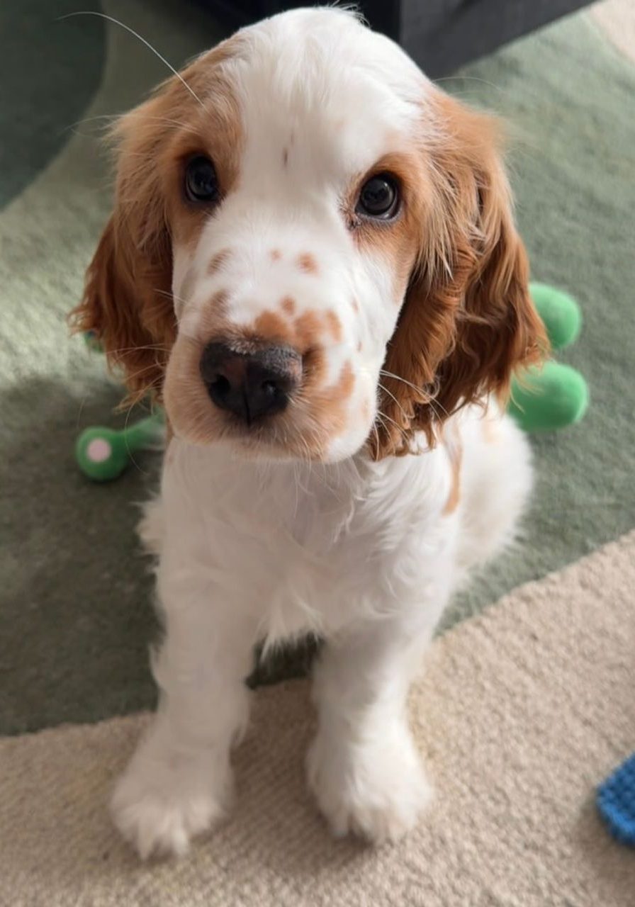 Romeo – Golden / Cream Cocker Spaniel