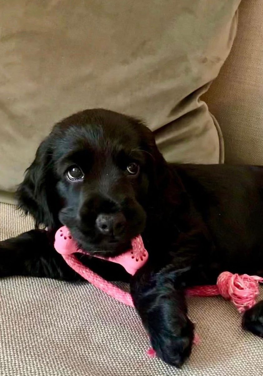 Rio – Buff / Golden Cocker Spaniel Puppy