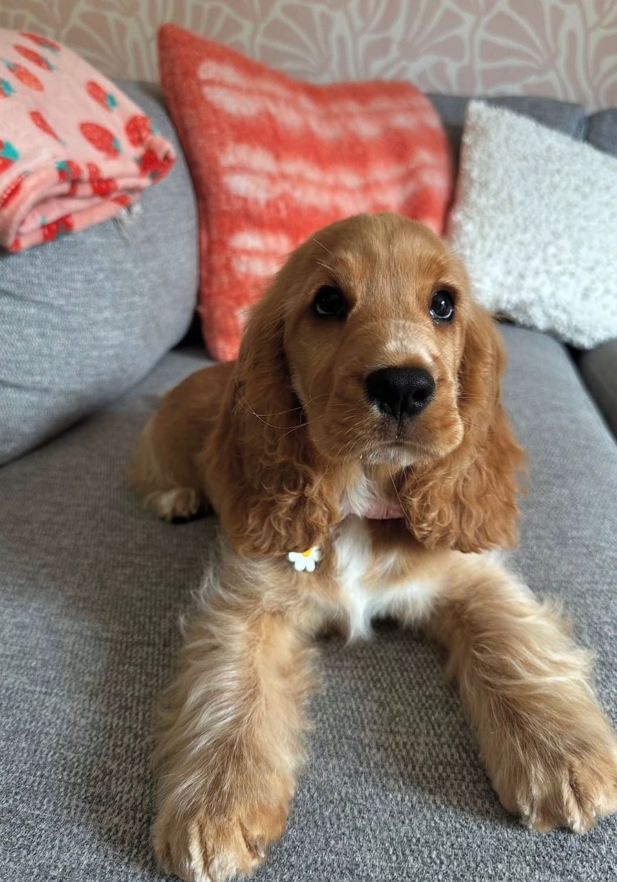 Duncan – Dark Brown Cocker Spaniel Puppy