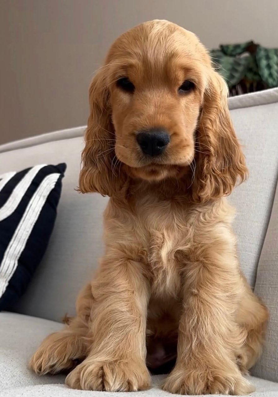 Moritz – Chocolate / Ruby Cocker Spaniel Puppy